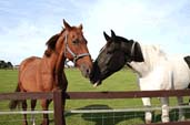 hillside animal sanctuary 1