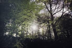 leftwich meadows 1
