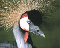 martin mere wetland centre 1