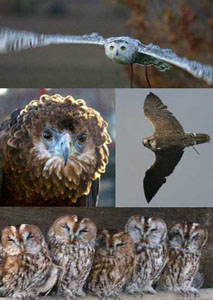 the raptor foundation 1